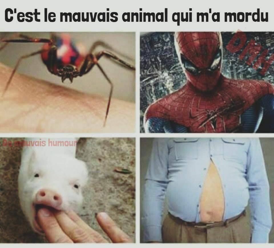 C'est le mauvais animal qui m'1 mordu