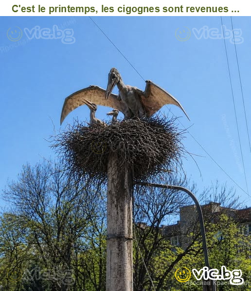 C'est le printemps, les cigognes sont revenues ...