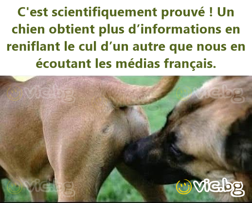 C'est scientifiquement prouvé ! Un chien obtient plus d’informations en reniflant le cul d’un autre que nous en écoutant les médias français.