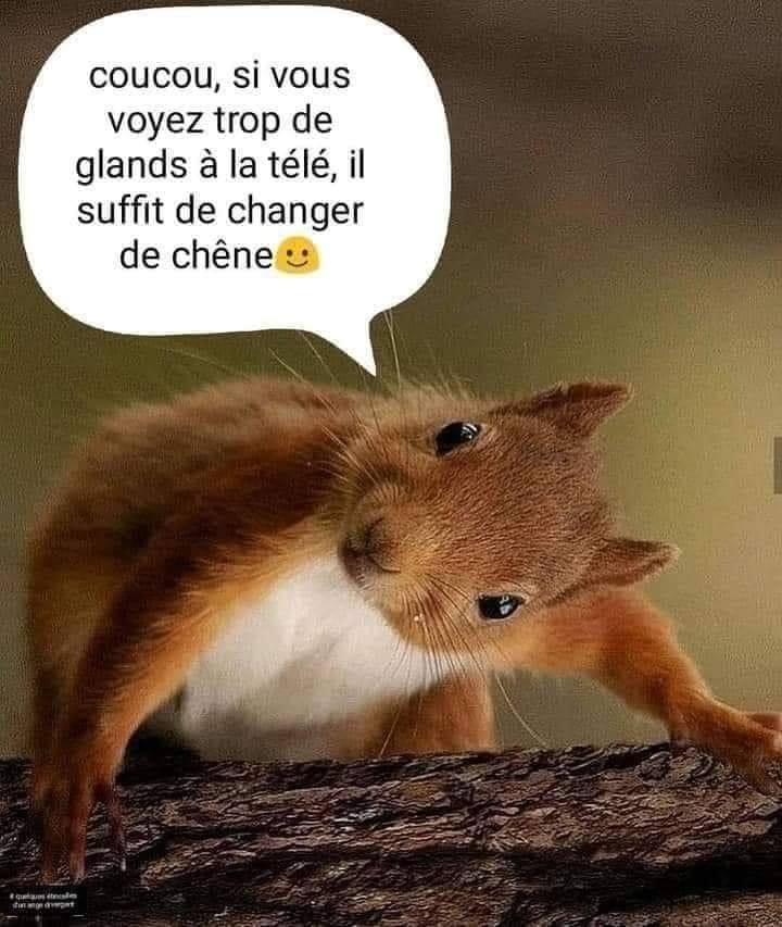 Coucou, si vous voyez trop de glands å la télé, il suffit de changer de chêne