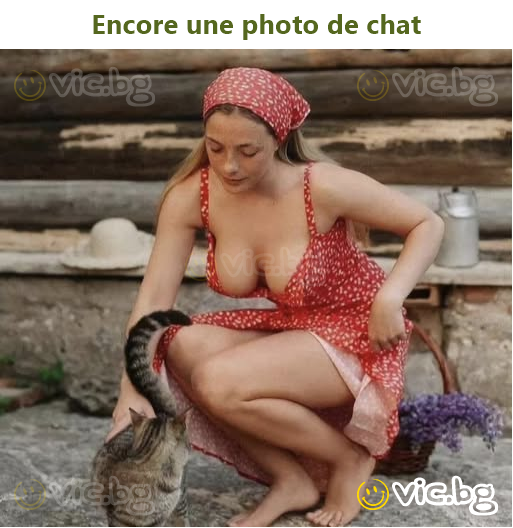 Encore une photo de chat