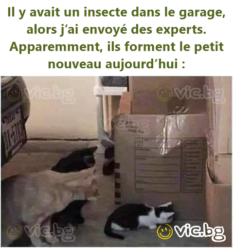 Il y avait un insecte dans le garage, alors j’ai envoyé des experts. Apparemment, ils forment le petit nouveau aujourd’hui :