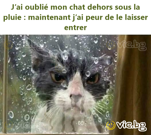J’ai oublié mon chat dehors sous la pluie : maintenant j’ai peur de le laisser entrer