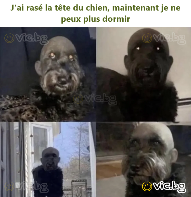 J'ai rasé la tête du chien, maintenant je ne peux plus dormir
