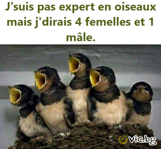 J'suis pas expert en oiseaux mais j'dirais 4 femelles et 1 mâle.