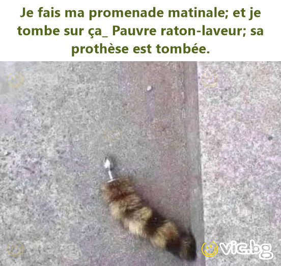 Je fais ma promenade matinale; et je tombe sur ça_ Pauvre raton-laveur; sa prothèse est tombée.