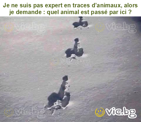 Je ne suis pas expert en traces d’animaux, alors je demande : quel animal est passé par ici ?