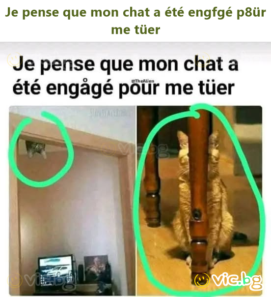 Je pense que mon chat a été engfgé p8ür me tüer