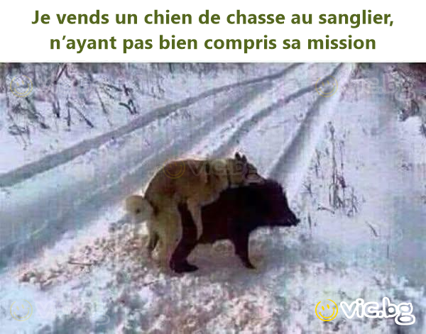 Je vends un chien de chasse au sanglier, n’ayant pas bien compris sa mission