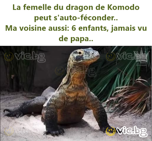 La femelle du dragon de Komodo peut s'auto-féconder.. Ma voisine aussi: 6 enfants, jamais vu de papa..