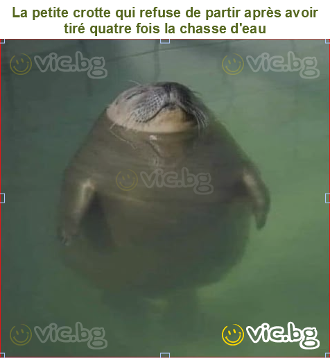 La petite crotte qui refuse de partir après avoir tiré quatre fois la chasse d'eau