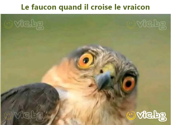 Le faucon quand il croise le vraicon