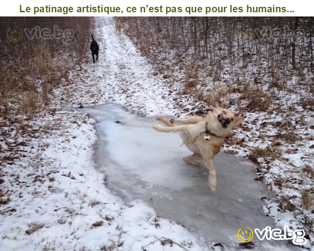 Le patinage artistique, ce n’est pas que pour les humains...