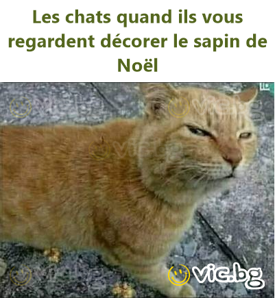 Les chats quand ils vous regardent décorer le sapin de Noël