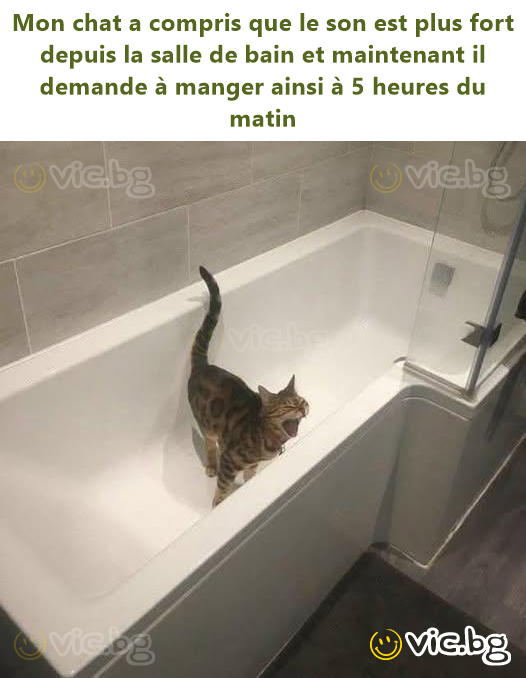Mon chat a compris que le son est plus fort depuis la salle de bain et maintenant il demande à manger ainsi à 5 heures du matin