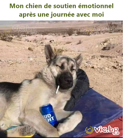 Mon chien de soutien émotionnel après une journée avec moi