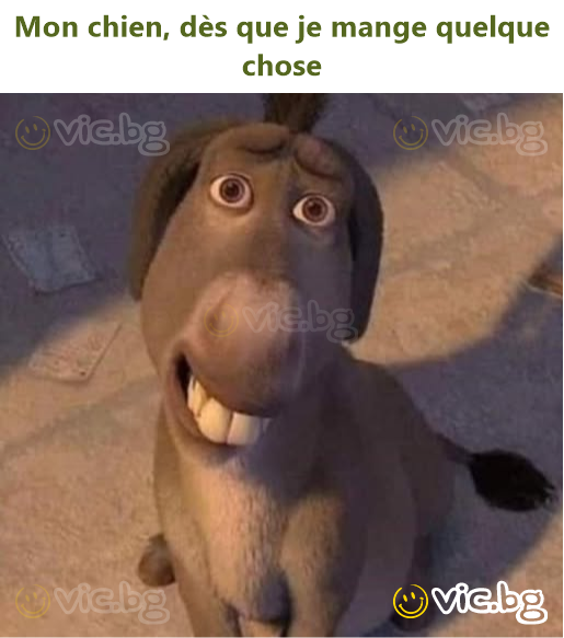 Mon chien, dès que je mange quelque chose