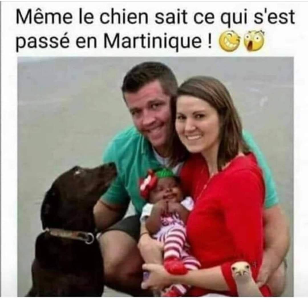 Méme le chien sait ce qui siest passé en Martinique!