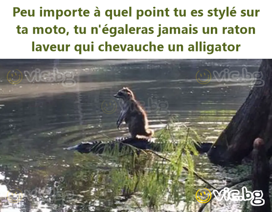 Peu importe à quel point tu es stylé sur ta moto, tu n'égaleras jamais un raton laveur qui chevauche un alligator