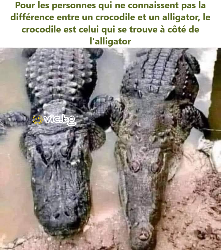 Pour les personnes qui ne connaissent pas la différence entre un crocodile et un alligator, le crocodile est celui qui se trouve à côté de l'alligator