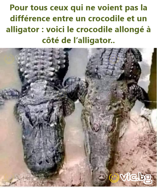 Pour tous ceux qui ne voient pas la différence entre un crocodile et un alligator : voici le crocodile allongé à côté de l’alligator..