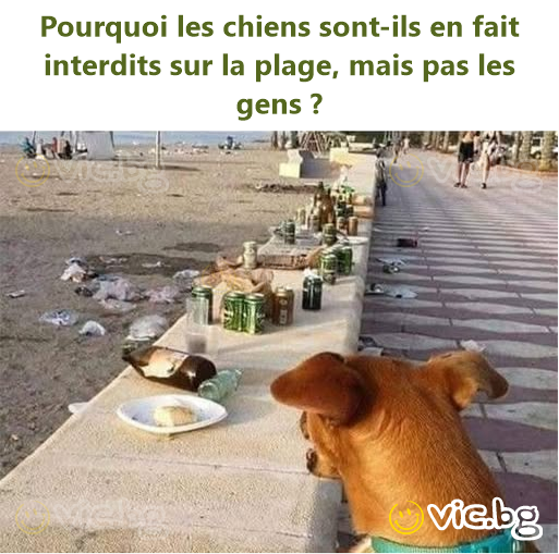 Pourquoi les chiens sont-ils en fait interdits sur la plage, mais pas les gens ?