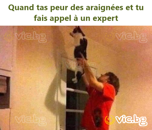 Quand tas peur des araignées et tu fais appel à un expert