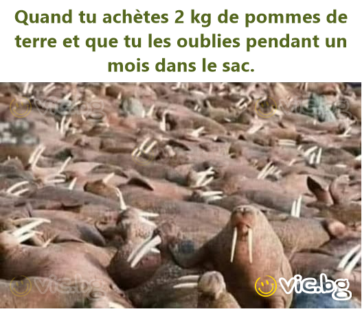 Quand tu achètes 2 kg de pommes de terre et que tu les oublies pendant un mois dans le sac.