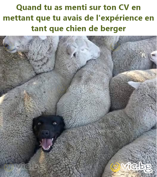 Quand tu as menti sur ton CV en mettant que tu avais de l'expérience en tant que chien de berger