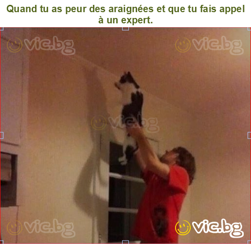 Quand tu as peur des araignées et que tu fais appel à un expert.