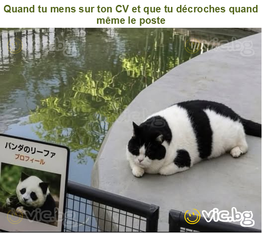 Quand tu mens sur ton CV et que tu décroches quand même le poste