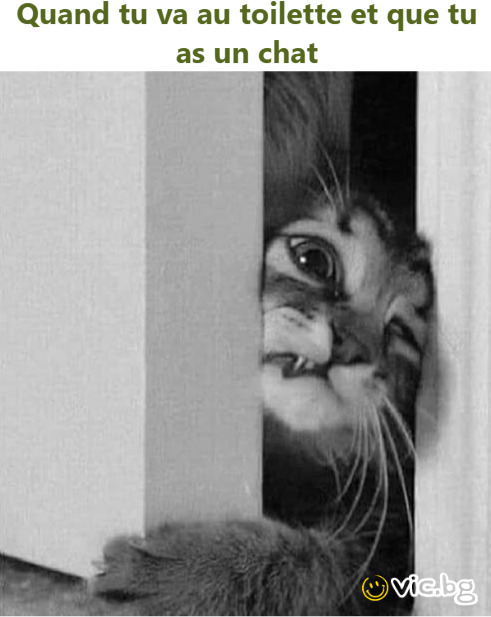 Quand tu va au toilette et que tu as un chat