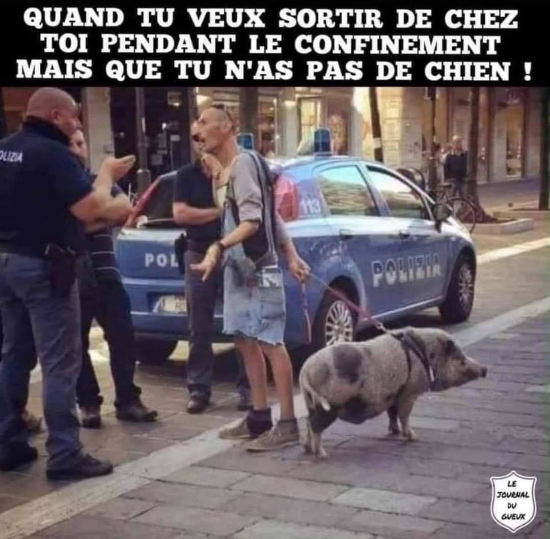 Quand tu veux sortir de chez toi pendant le conefinement mais que tu n'as pas de chien!