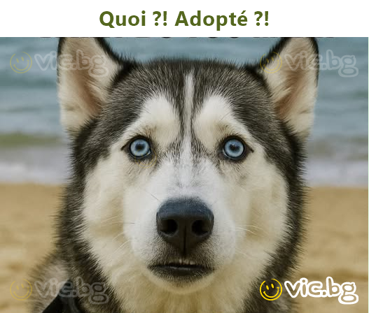 Quoi ?! Adopté ?!