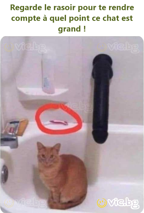 Regarde le rasoir pour te rendre compte à quel point ce chat est grand !