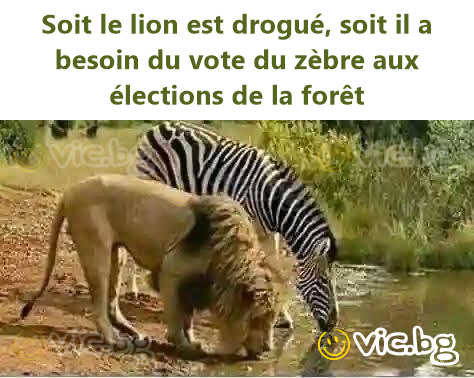Soit le lion est drogué, soit il a besoin du vote du zèbre aux élections de la forêt