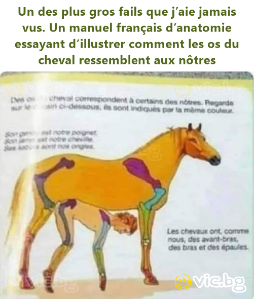 Un des plus gros fails que j’aie jamais vus. Un manuel français d’anatomie essayant d’illustrer comment les os du cheval ressemblent aux nôtres