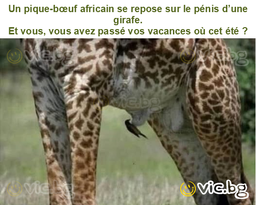 Un pique-bœuf africain se repose sur le pénis d’une girafe.
Et vous, vous avez passé vos vacances où cet été ?