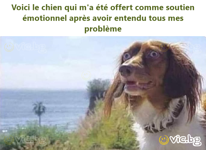 Voici le chien qui m'a été offert comme soutien émotionnel après avoir entendu tous mes problème