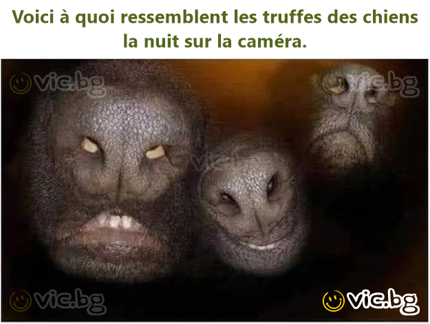 Voici à quoi ressemblent les truffes des chiens la nuit sur la caméra.