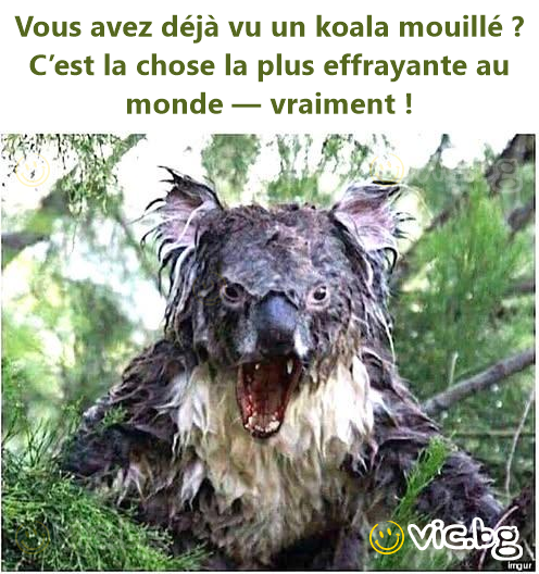 Vous avez déjà vu un koala mouillé ? C’est la chose la plus effrayante au monde — vraiment !