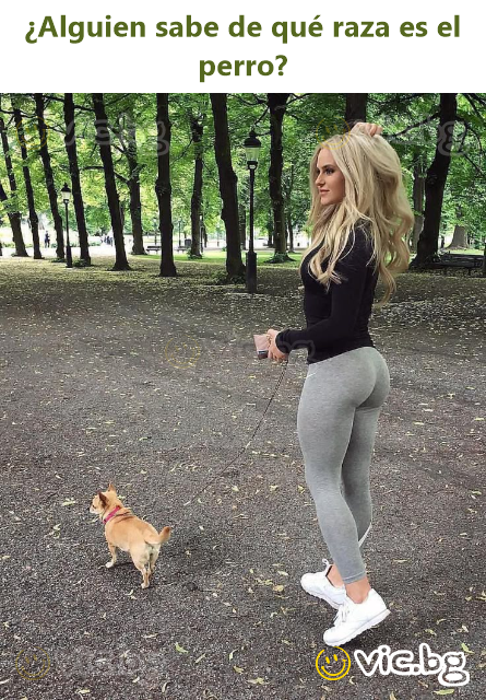 ¿Alguien sabe de qué raza es el реrrо?