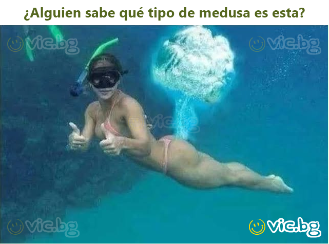 ¿Alguien sabe qué tipo de medusa es esta?