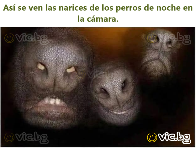 Así se ven las narices de los perros de noche en la cámara.