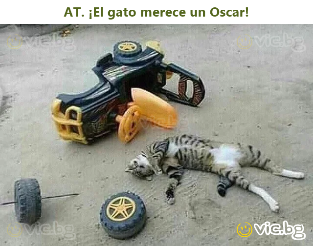 AT. ¡El gato merece un Oscar!