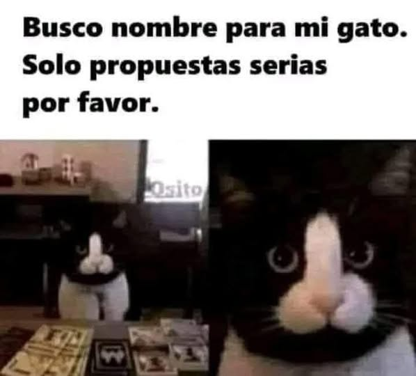 Busco nombre para mi gato.	 Solo propuestas serias por favor.