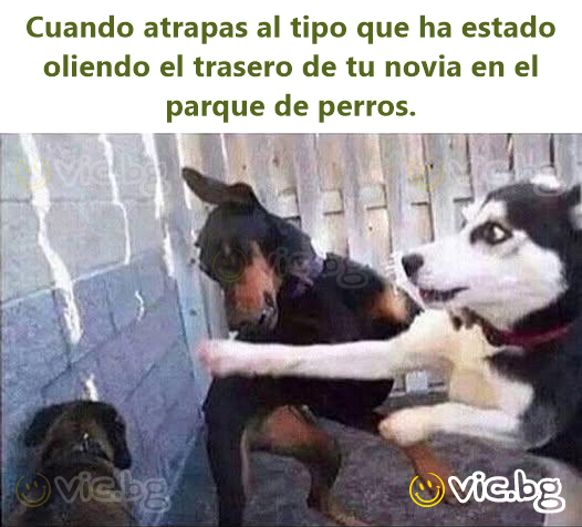 Cuando atrapas al tipo que ha estado oliendo el trasero de tu novia en el parque de perros.
