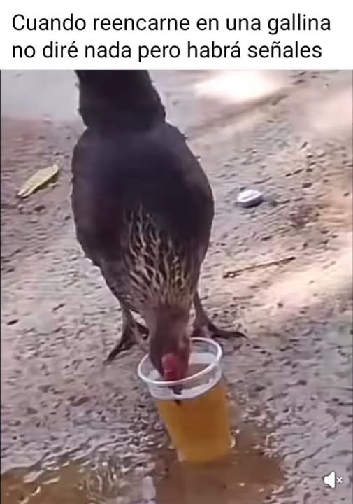 Cuando reencarne en una gallina no diré nada pero habrá señales