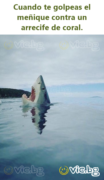 Cuando te golpeas el meñique contra un arrecife de coral.