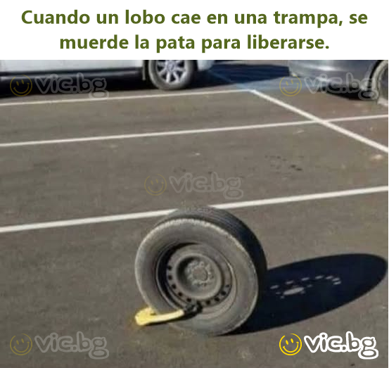 Cuando un lobo cae en una trampa, se muerde la pata para liberarse.